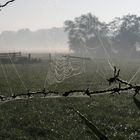 Silberdraht morgensfruh in Holland