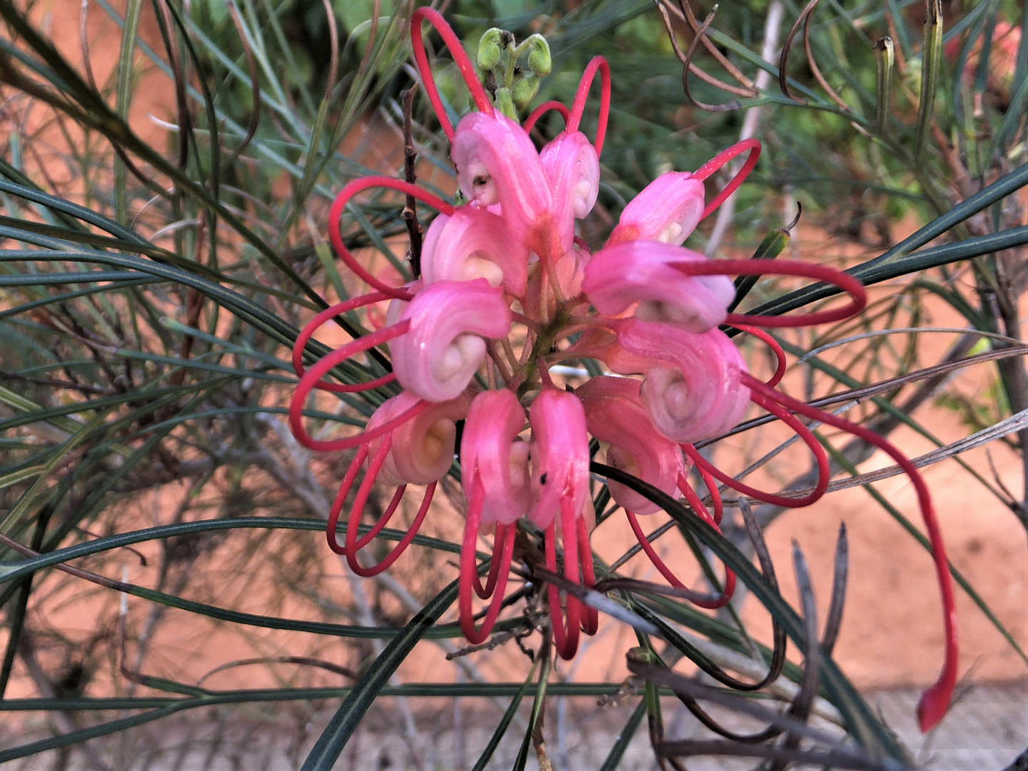 Silbereiche/Grevillea...