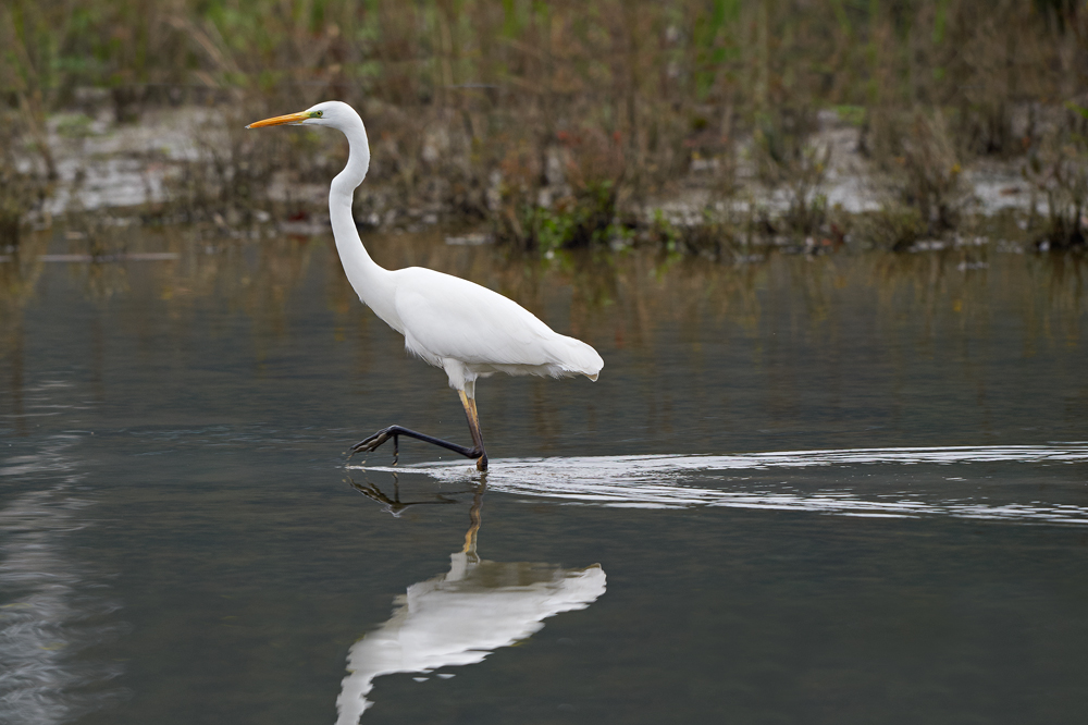 Silbereiher auf dem Weg zum nächsten Jagdplatz