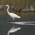 Silbereiher auf dem Weg zum nächsten Jagdplatz