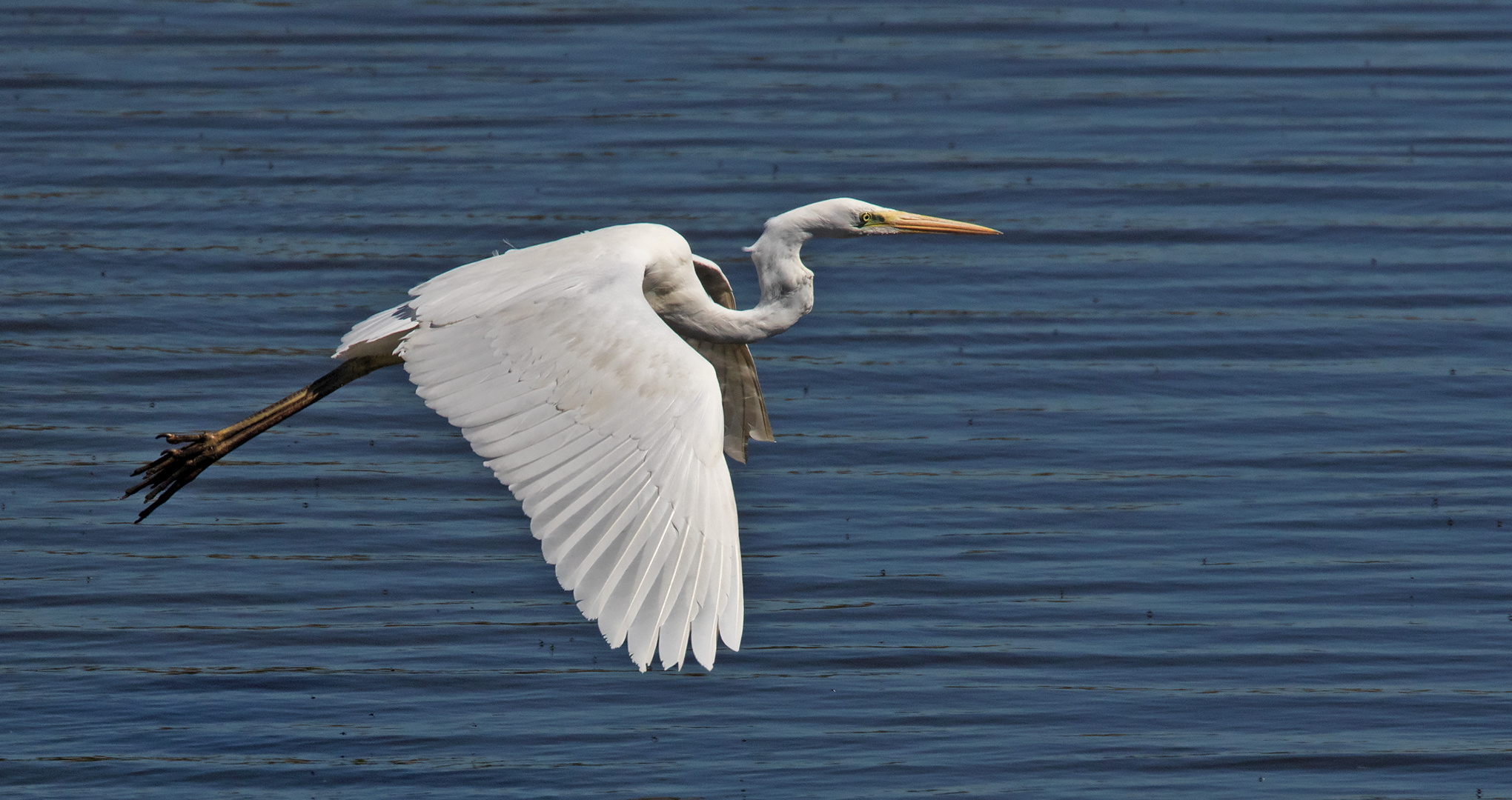 Silbereiher im Flug 001