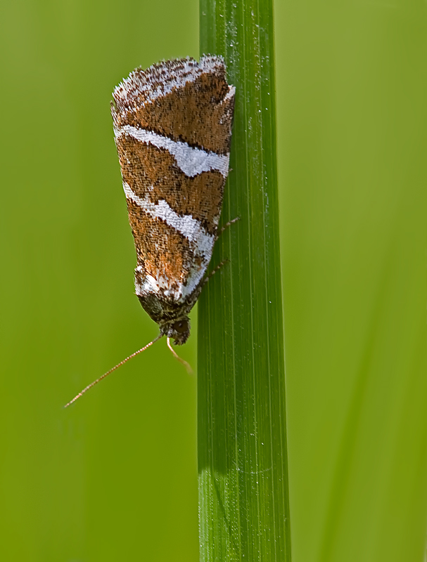 Silbereulchen