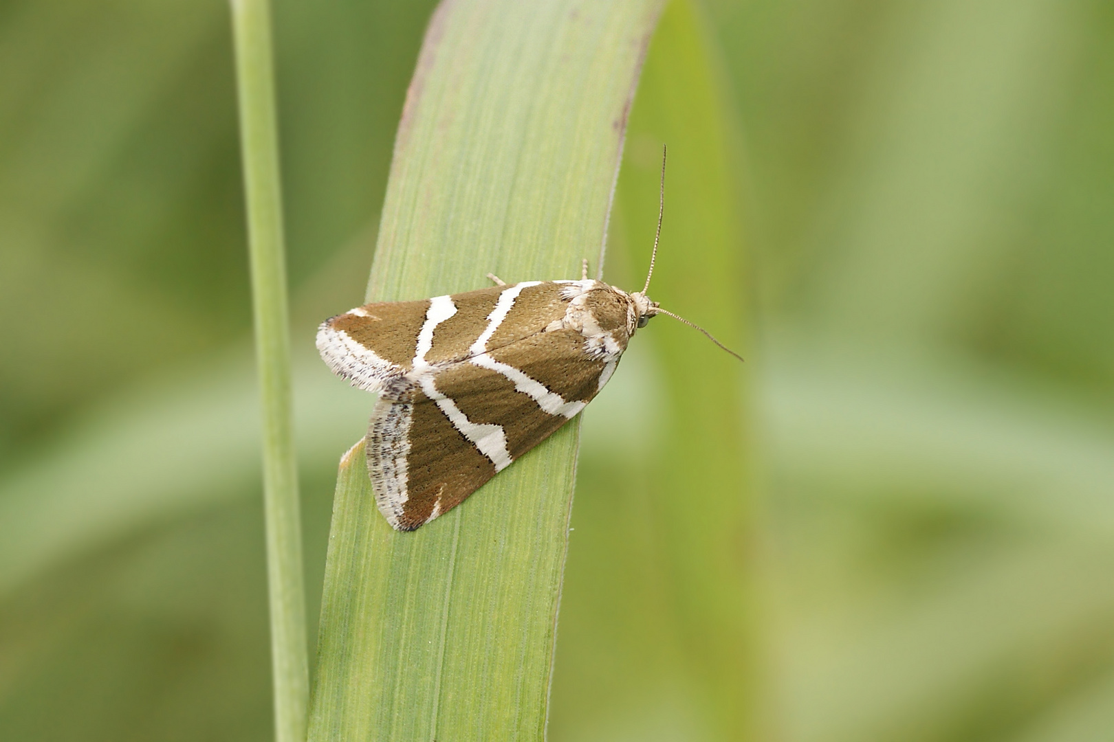 Silbereulchen (Deltote bankiana)