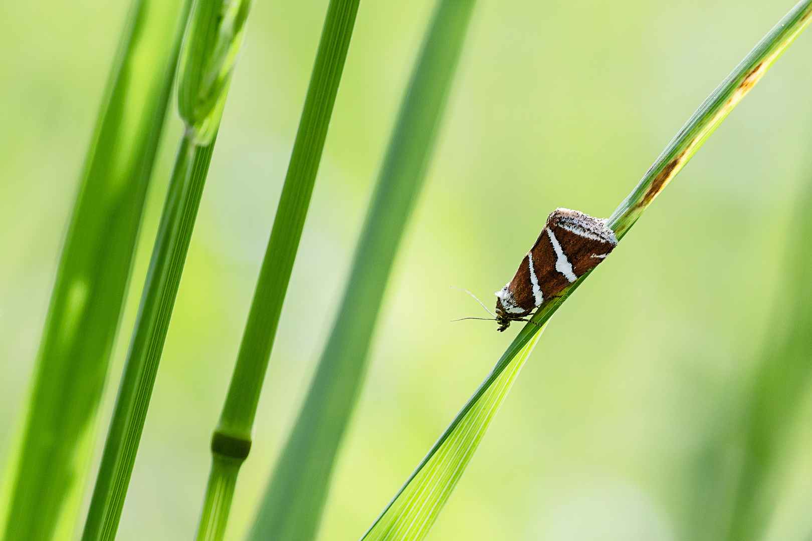 Silbereulchen / Silberstricheulchen