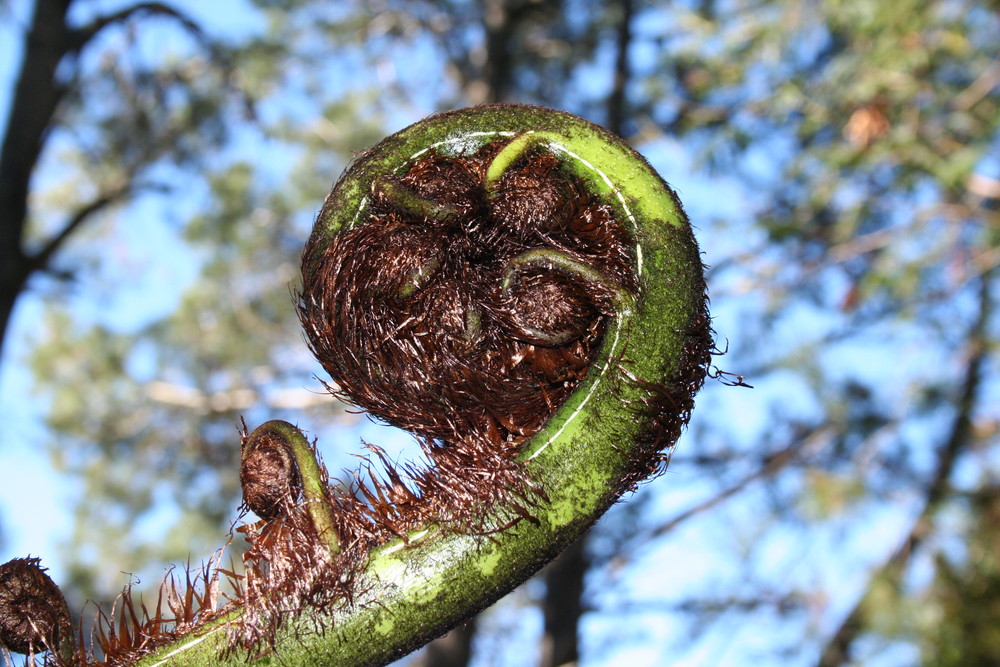 Silberfarnzweig (NZ)