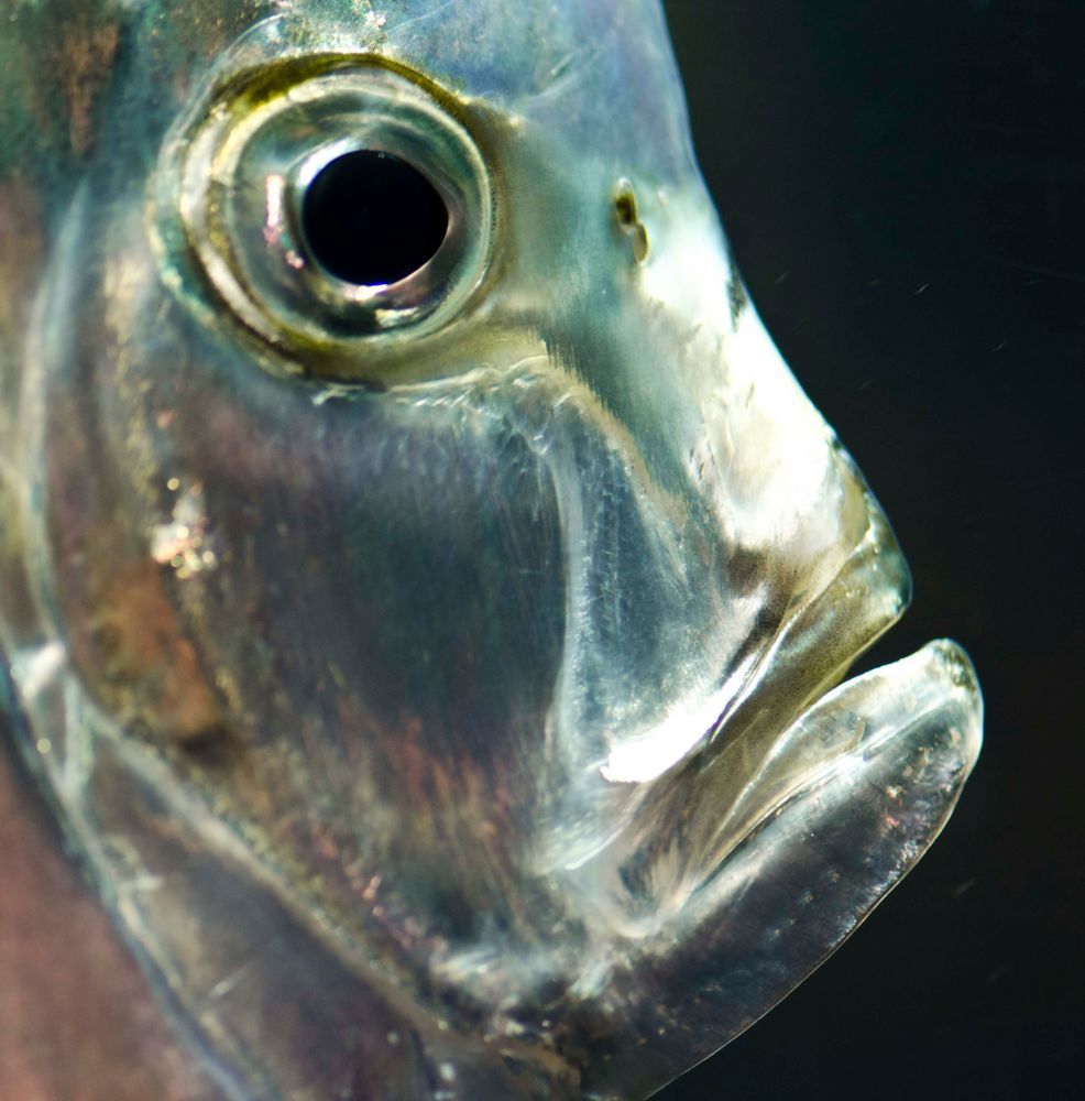 Silberfisch Foto & Bild tiere, tierdetails, natur Bilder auf