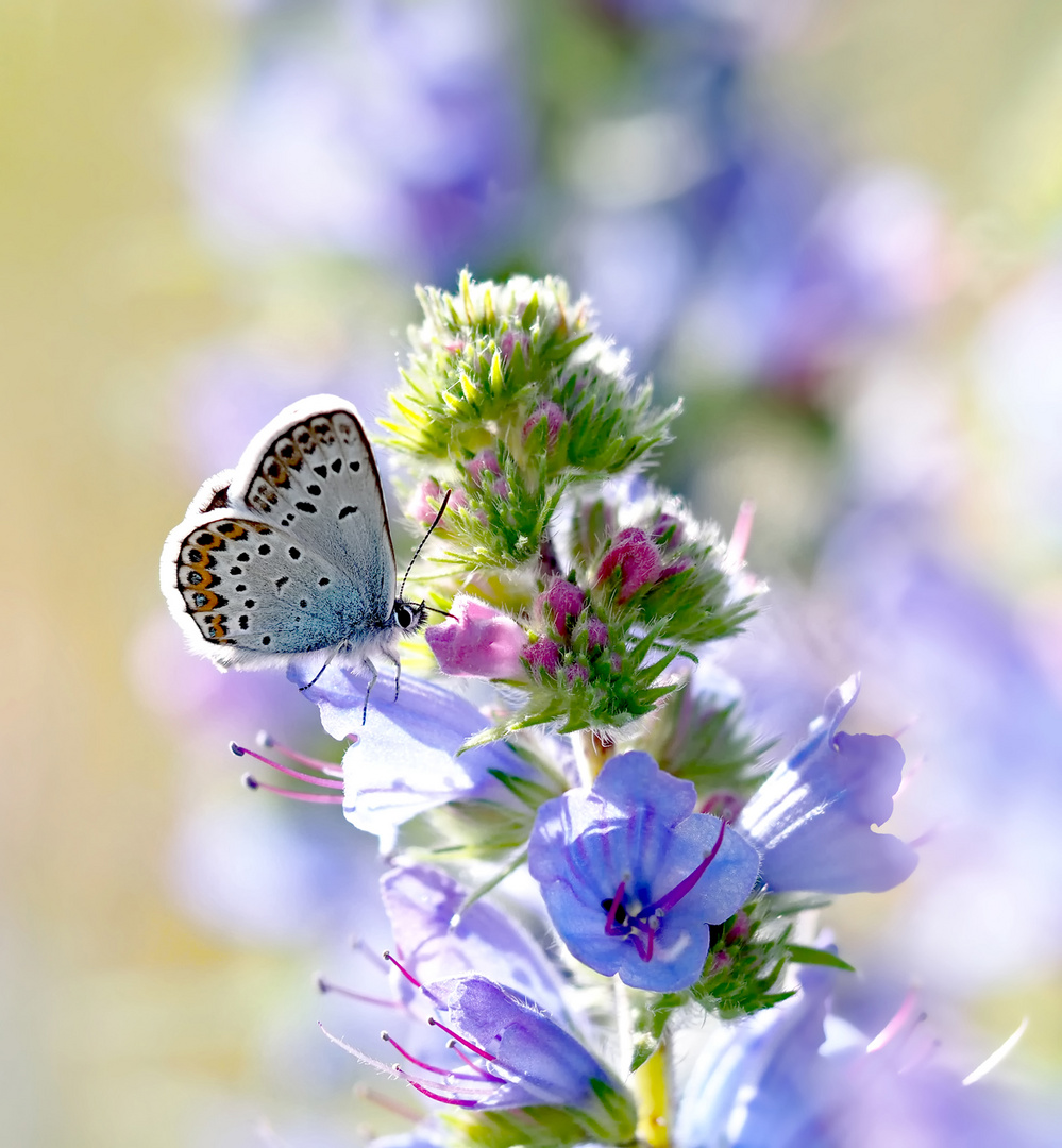 Silberfleck im Frühsommer