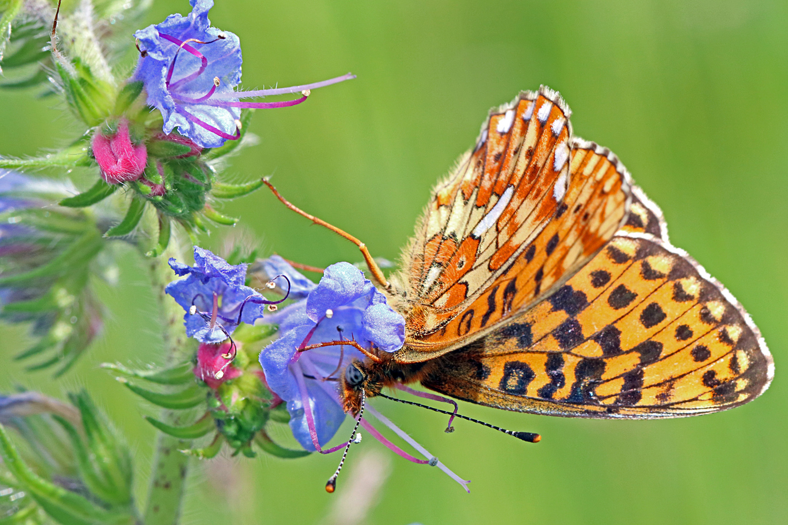 Silberfleck-Perlmutterfalter ((Boloria euphrosyne)