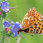 Silberfleck-Perlmutterfalter ((Boloria euphrosyne)