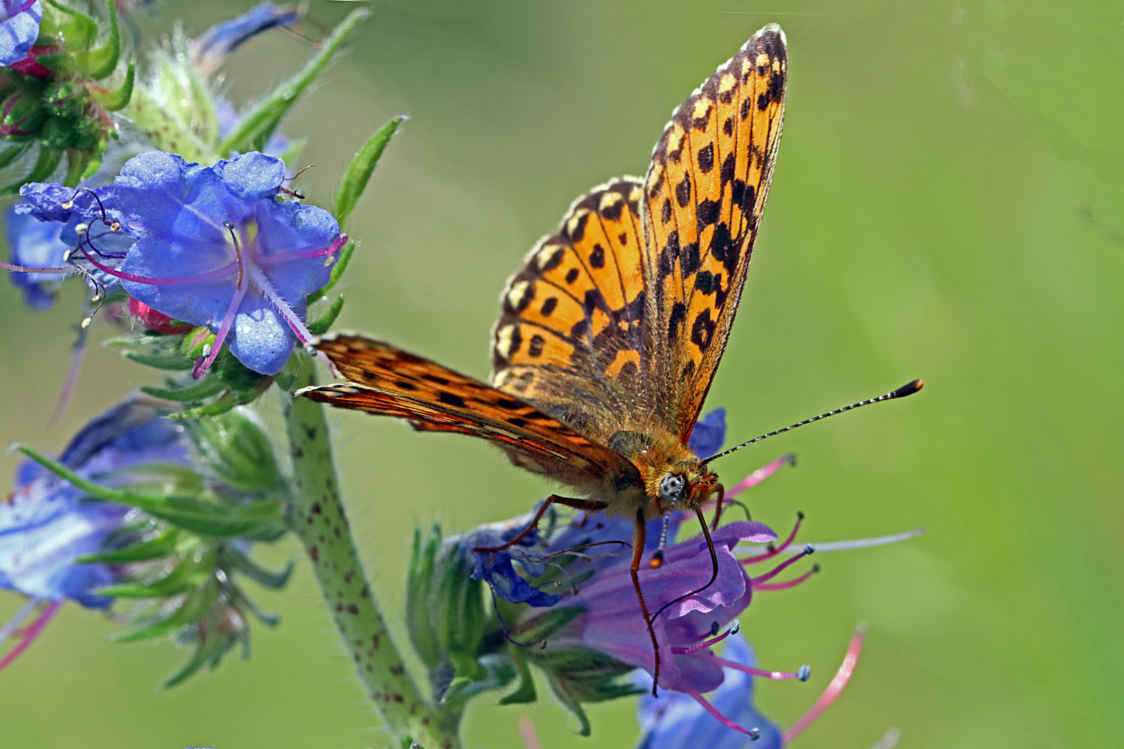 Silberfleck-Perlmutterfalter (Boloria euphrosyne), ...