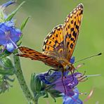 Silberfleck-Perlmutterfalter (Boloria euphrosyne), ...