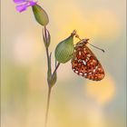 Silberfleck-Perlmutterfalter (Boloria euphrosyne)