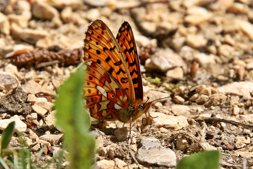 Silberfleck-Perlmutterfalter (Boloria euphrosyne)