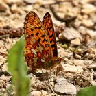 Silberfleck-Perlmutterfalter (Boloria euphrosyne)