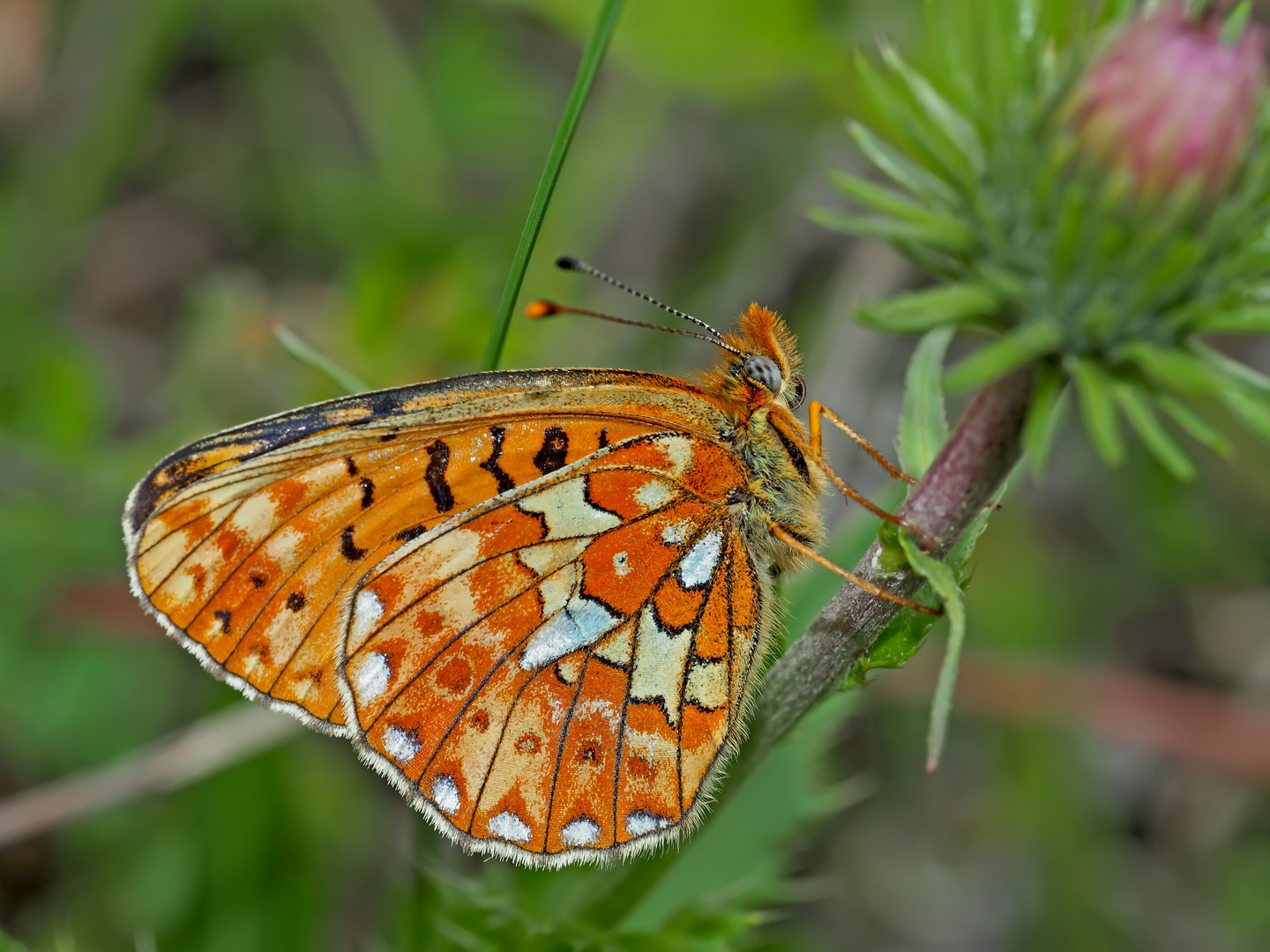 Silberfleck-Perlmutterfalter (Boloria euphrosyne) - Le Grand Collier argenté.