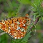 Silberfleck-Perlmutterfalter (Boloria euphrosyne) - Le Grand Collier argenté.