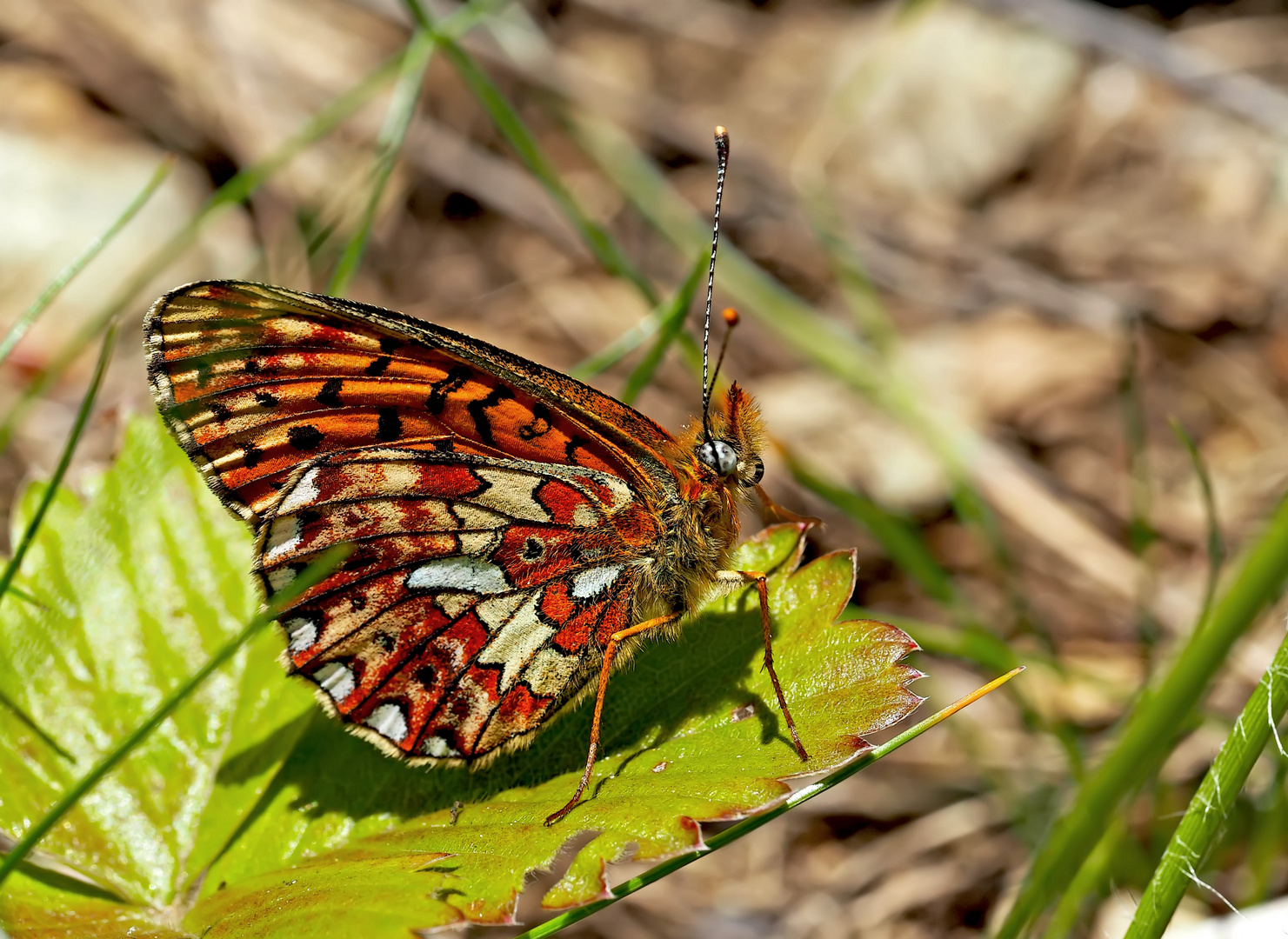 Silberfleck-Perlmutterfalter (Boloria euphrosyne) - Le Grand Collier argenté.