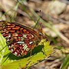 Silberfleck-Perlmutterfalter (Boloria euphrosyne) - Le Grand Collier argenté.