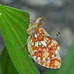 Silberfleck-Perlmutterfalter (Clossiana euphrosyne) - Le Grand Collier argenté.