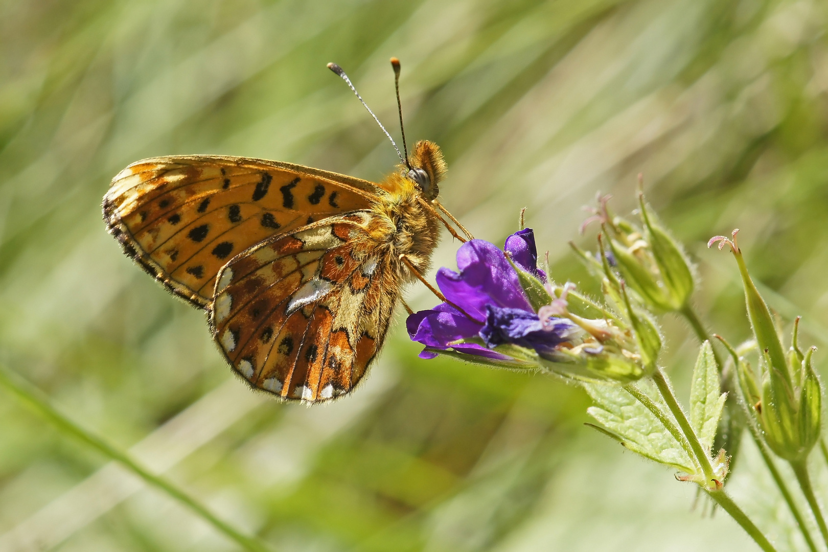 Silberfleck-Perlmuttfalter (Boloria euphrosyne)