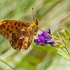 Silberfleck-Perlmuttfalter (Boloria euphrosyne)