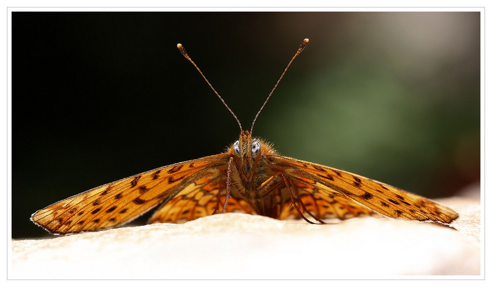 Silberfleck-Perlmuttfalter (Boloria euphrosyne)