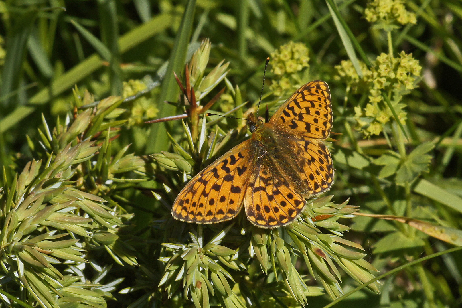 Silberfleck-Perlmuttfalter (Boloria euphrosyne)