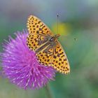 Silberfleck-Perlmuttfalter (Boloria euphrosyne), Männchen