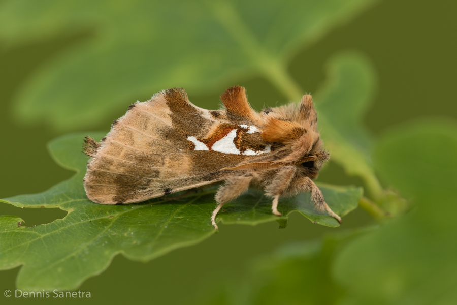 Silberfleck-Zahnspinner (Spatalia argentina)