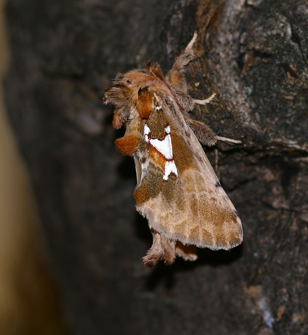 Silberfleck-Zahnspinner (Spatalia argentina)