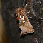 Silberfleck-Zahnspinner (Spatalia argentina)