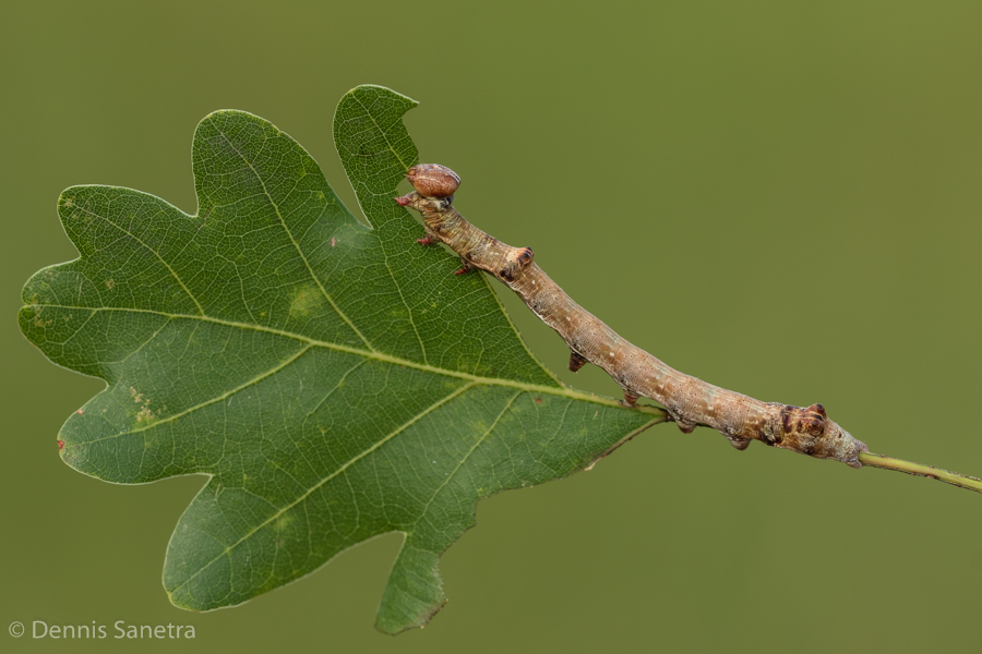 Silberfleck-Zahnspinner (Spatalia argentina) Raupe