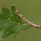 Silberfleck-Zahnspinner (Spatalia argentina) Raupe