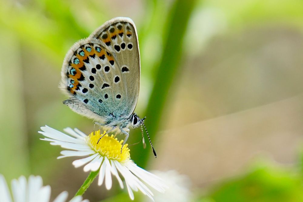 Silberfleckbläuling (Plebejus idas)