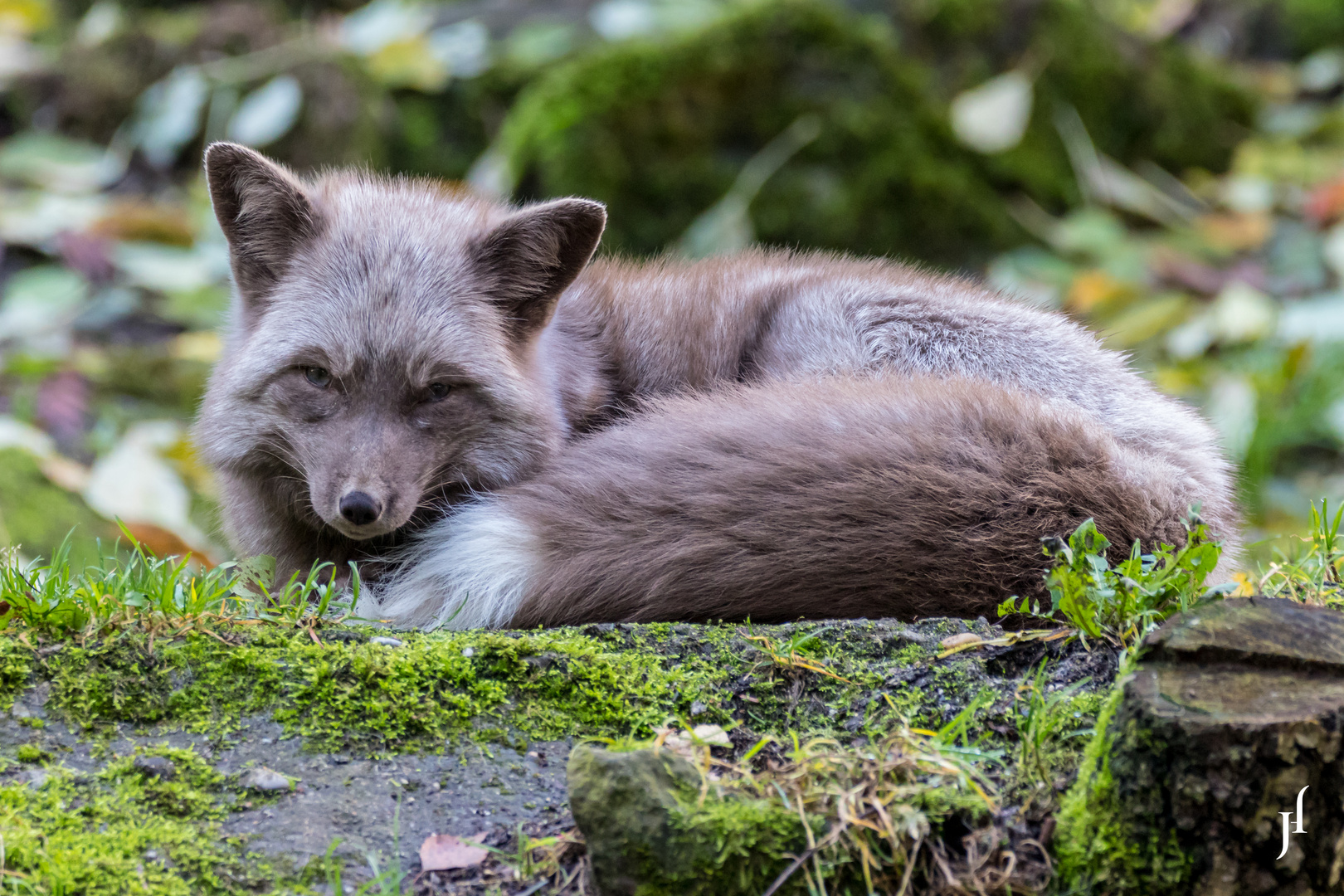 Silberfuchs