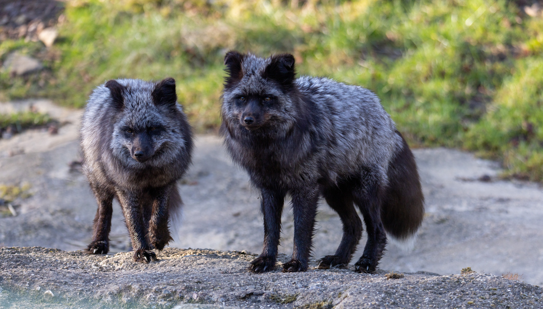 Silberfuchs