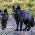 Silberfuchs