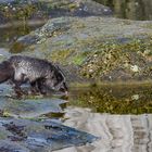 Silberfuchs am Wasser. 