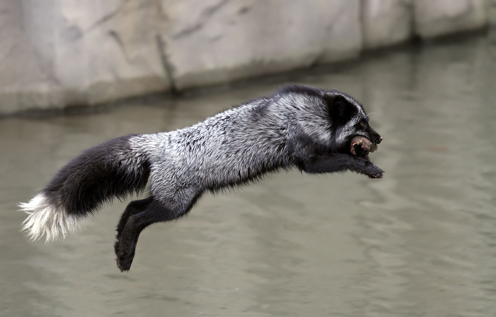 Silberfuchs bringt seine Beute in Sicherheit