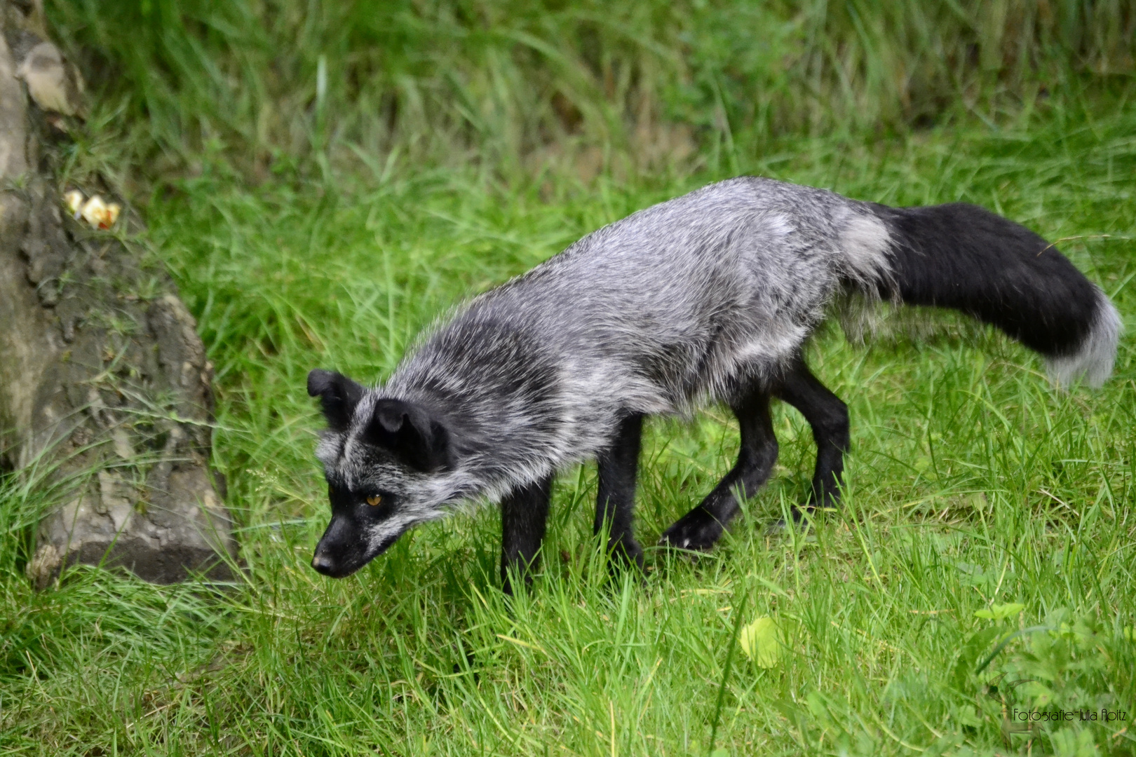 Silberfuchs