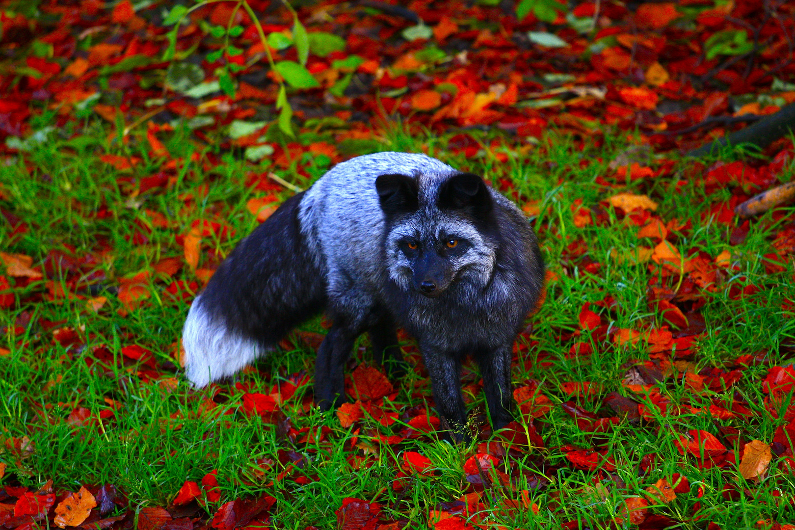 Silberfuchs im Herbstlaub