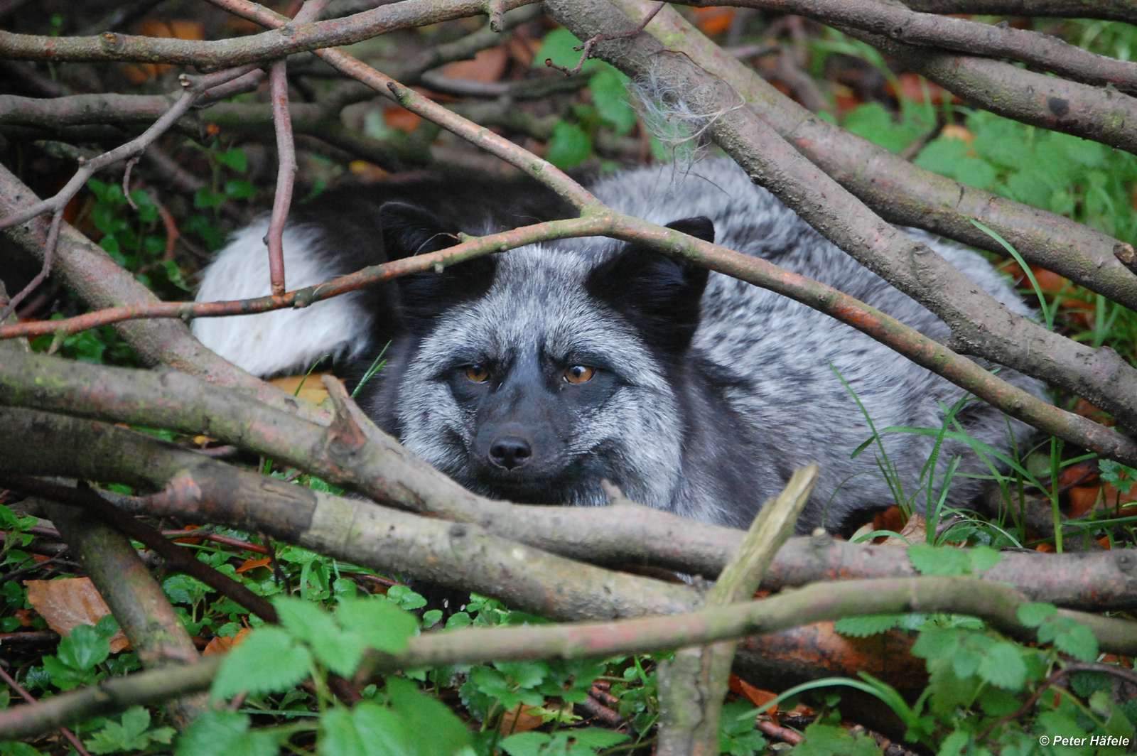 Silberfuchs im Unterholz