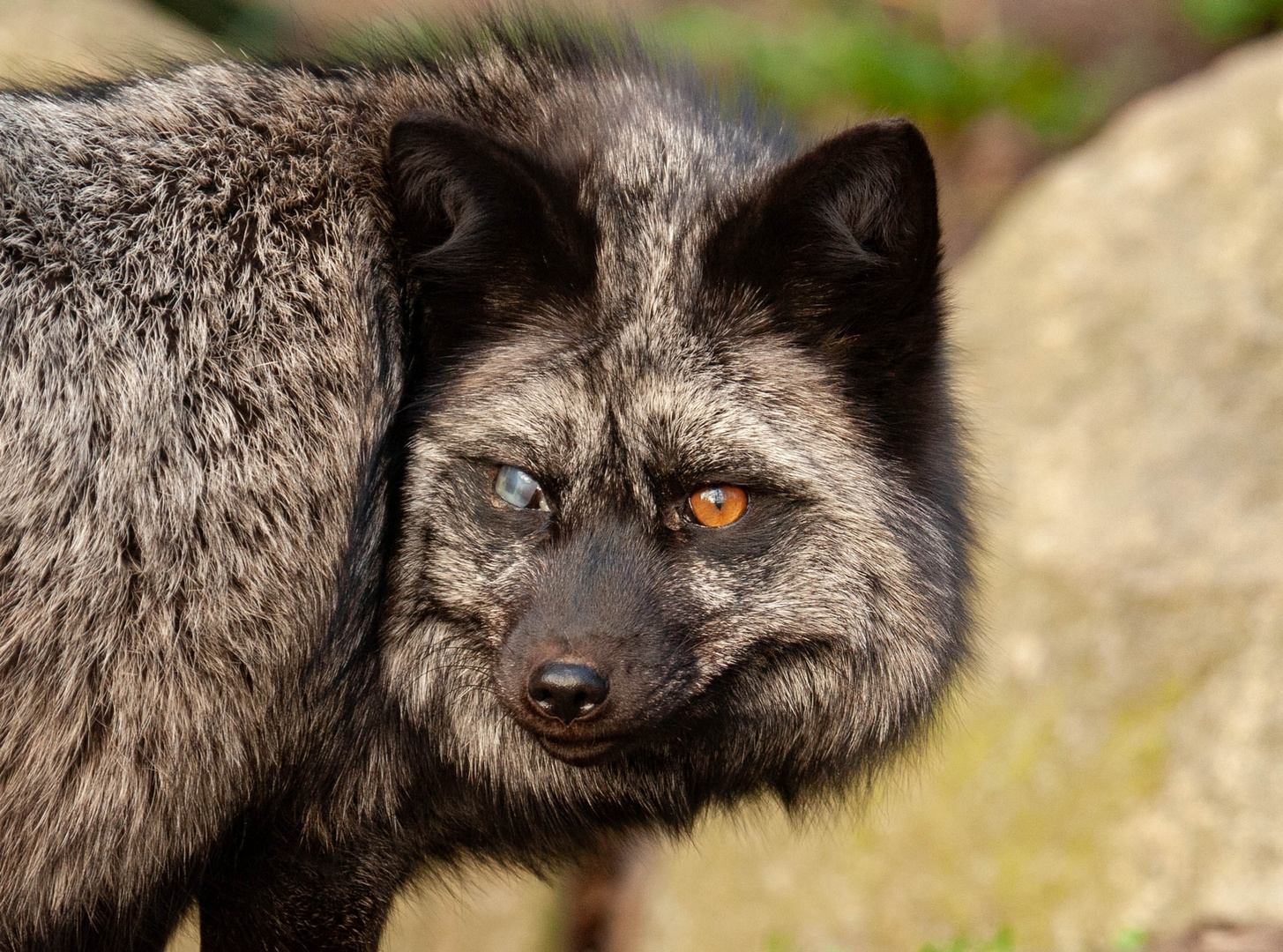 Silberfuchs (Tierpark Wismar)