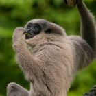 Silbergibbon 1 (Hylobates moloch )