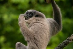 Silbergibbon 1 (Hylobates moloch )