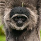 Silbergibbon 2 (Hylobates moloch )