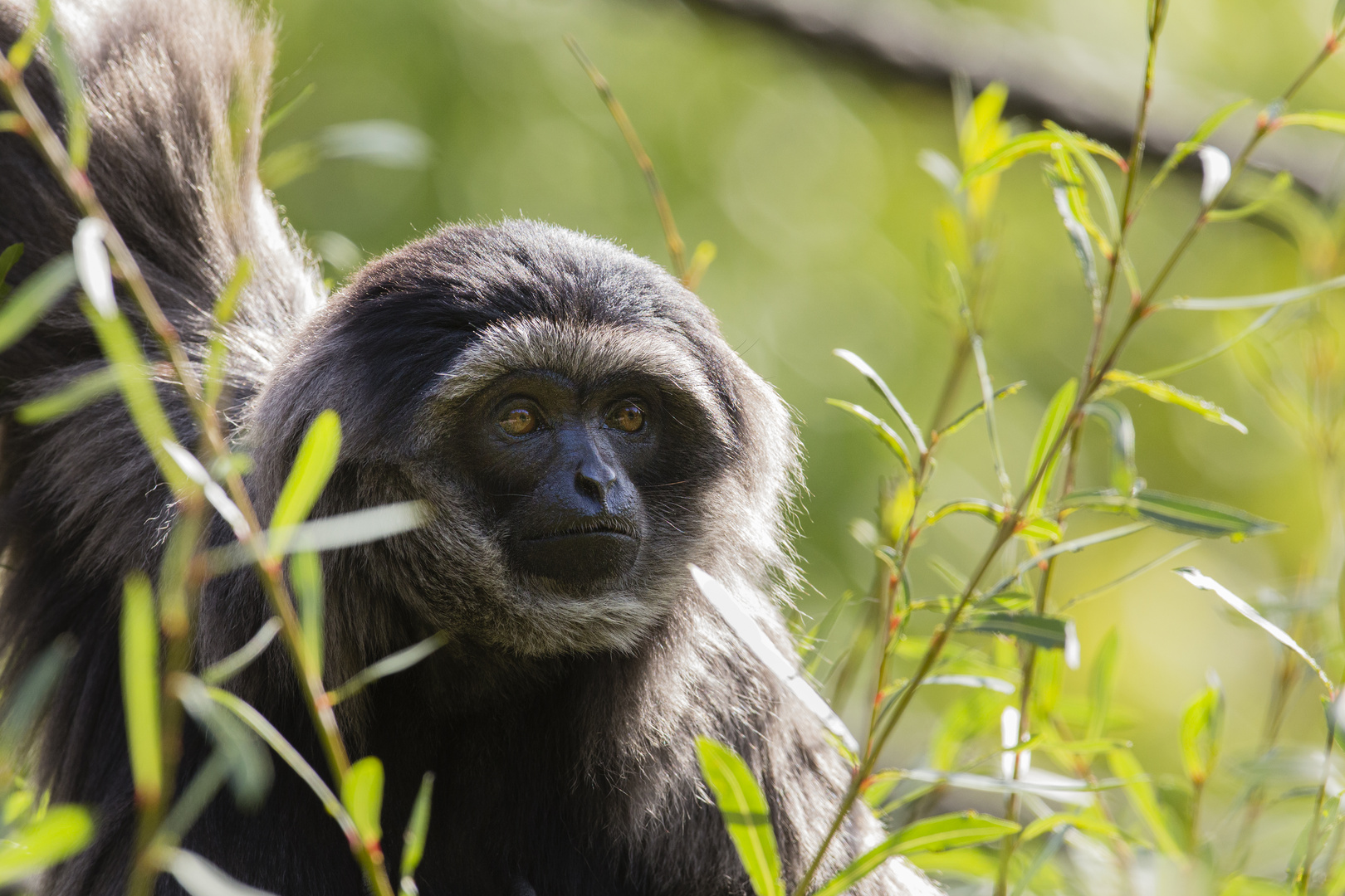 Silbergibbon