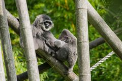 Silbergibbon 3