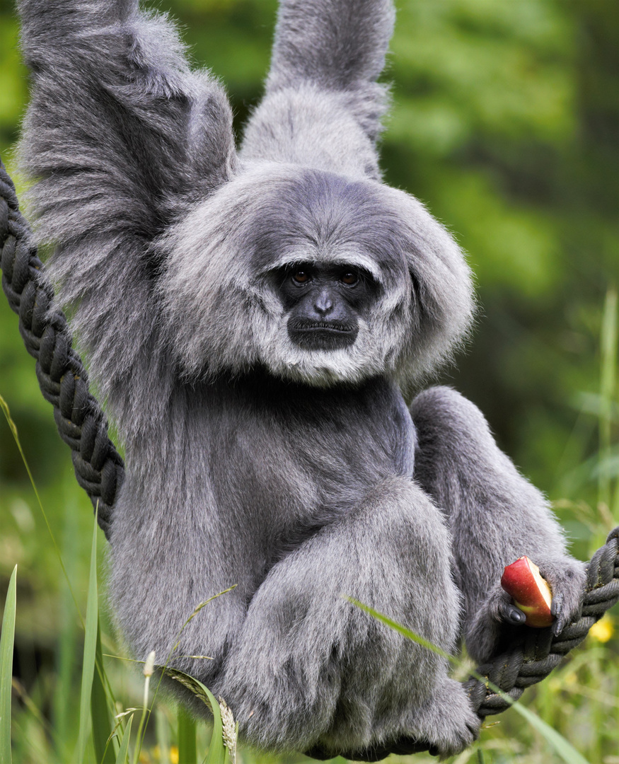 Silbergibbon