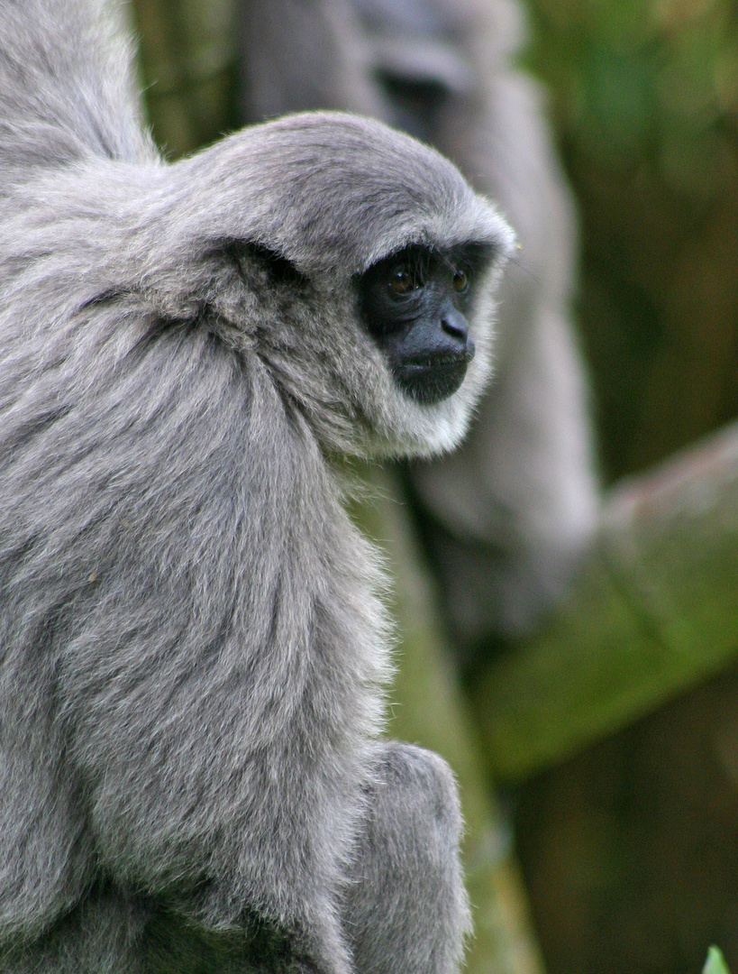 Silbergibbon